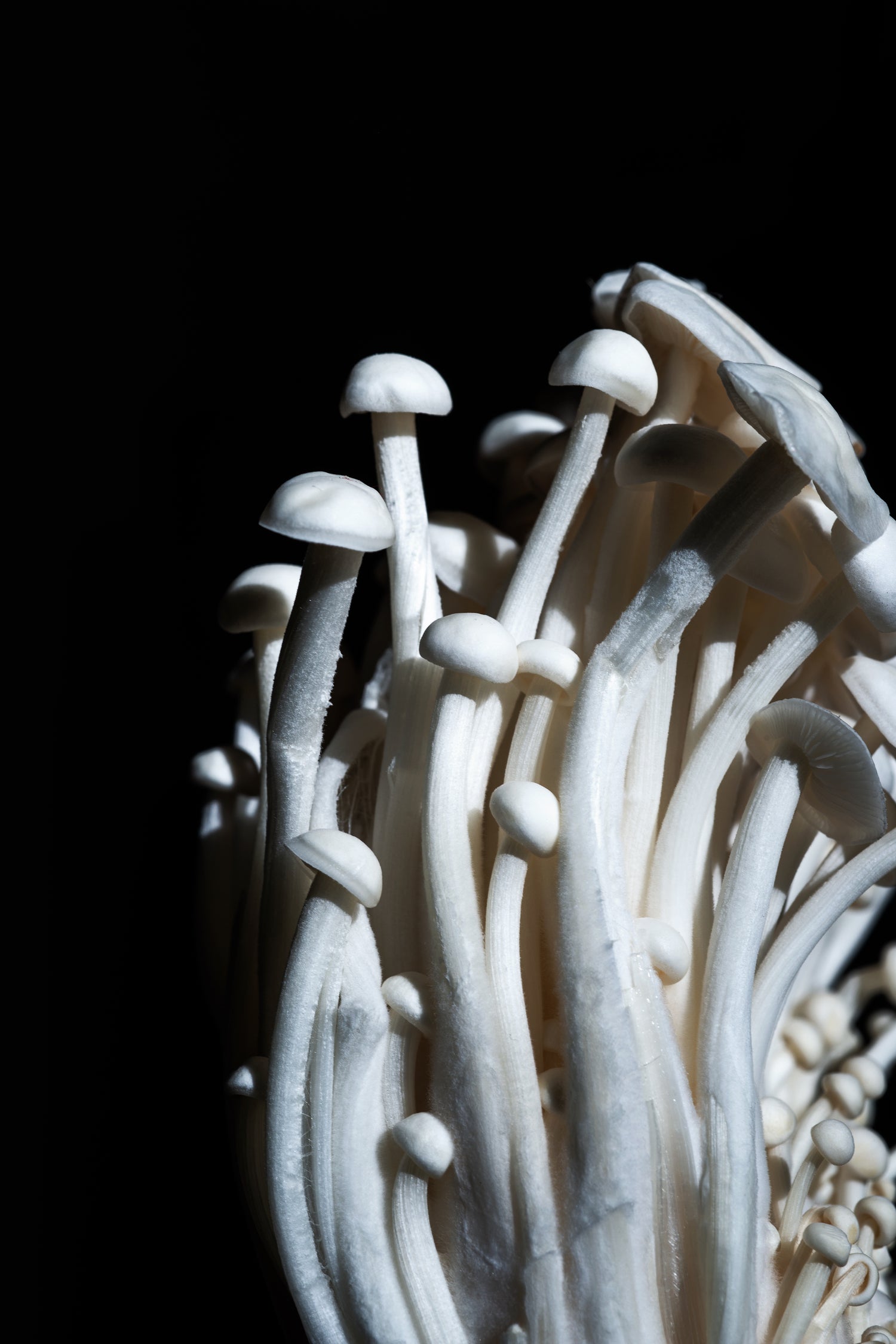 Mushrooms used for microdosing supplements to improve mood, energy and clarity.